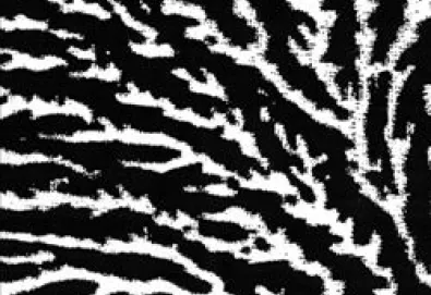 Cover the Windows and the Walls