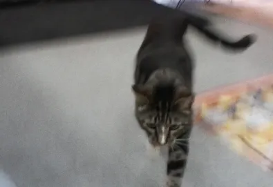 I Also Want to Die in New Orleans